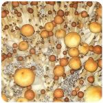 Псилоцибиновые (галлюциногенные)  грибы Psilocybin "Golden Teacher" в Николаевске-на-Амуре