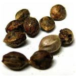 Семена марихуаны АК-47  (Seeds AK-47) в Николаевске-на-Амуре
